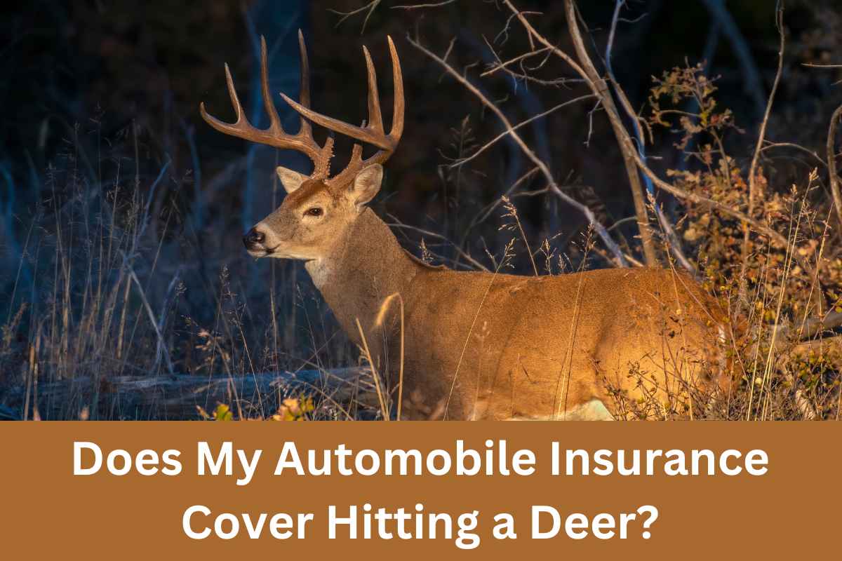 Does My Automobile Insurance Cover Hitting a Deer?